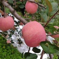 陜西洛川紅富士蘋果5斤10斤裝脆甜多汁產地直發(fā)