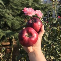 順豐快遞甘肅天水花牛蘋果國產蛇果刮泥水果一件代發(fā)