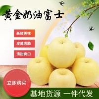 基地貨源黃金奶油富士 煙臺(tái)蘋(píng)果脆甜多汁 維納斯奶油富士一件代發(fā)