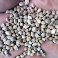 80斤/袋鳥食線麻子、鳥料火麻仁、油料火麻仁 花肥線麻子運(yùn)費(fèi)到付