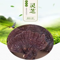 吉林長白山特產靈芝廠家批發(fā)打粉切片嚼服煲湯多種食用方法靈芝