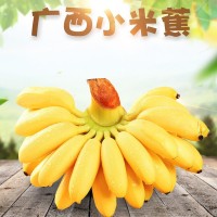 當季水果廣西熱帶小米焦 批發(fā)新鮮應(yīng)季水果整箱代發(fā)3/5/9斤小香蕉
