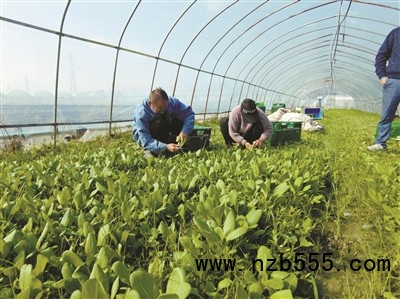 種植基地里，種植戶忙著采收蔬菜。