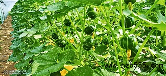 ▲ 時創(chuàng)科技金伯利農(nóng)場種植的南瓜