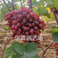 長?？巳鹕咸衙?木果樹苗木批發 葡萄苗樹葡萄樹苗