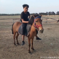 矮種馬養(yǎng)殖 出售老實(shí)聽(tīng)話的小矮馬 一匹德保矮馬多少錢
