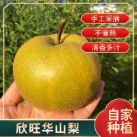 順豐華山梨山東萊陽正宗時(shí)令水果大果梨子當(dāng)季皮薄多汁脆爽華山梨