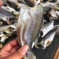 鱸魚干跑江湖展會地?cái)偵詈ｗ|魚干干魚魚干水產(chǎn)干貨鱸魚