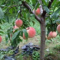 四川桃苗批發基地，國慶桃三年苗，品種保證基地直發