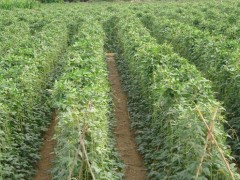 探豆角苗期用肥，選適宜肥料，促茁壯成長