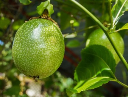 百香果種植搭棚要點，掌握正確搭棚技術，百香果才能長得好